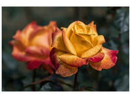 canvas-print-the-rose-in-the-garden