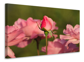 canvas-print-the-rosebud