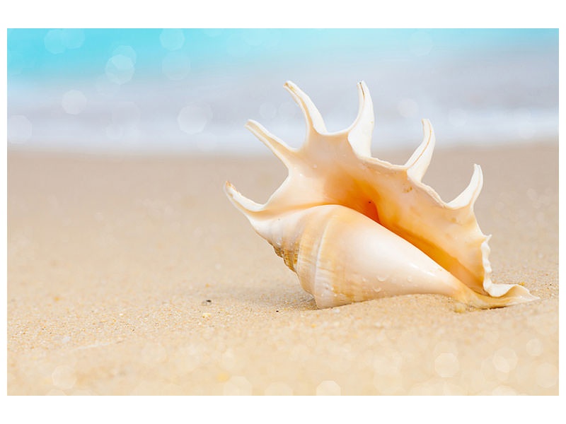 canvas-print-the-shell-on-the-beach