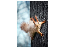 canvas-print-the-squirrel