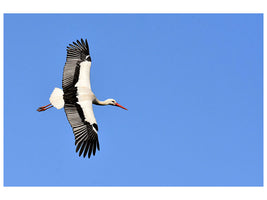 canvas-print-the-stork-in-action