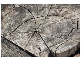 canvas-print-the-tree-rings