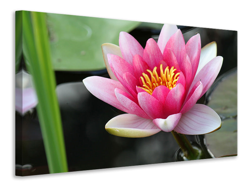 canvas-print-the-water-lily-in-pink