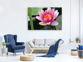 canvas-print-the-water-lily-in-pink