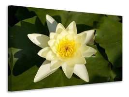 canvas-print-the-water-lily-in-yellow