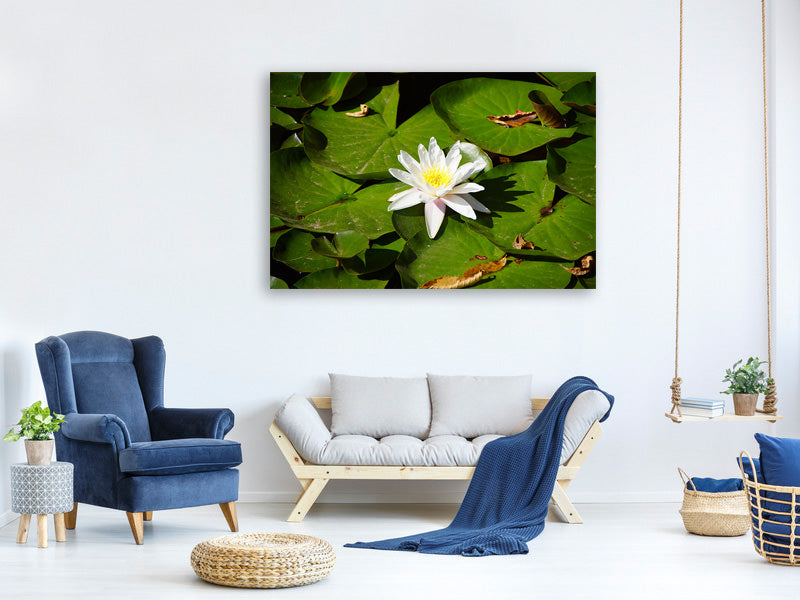 canvas-print-the-white-water-lily