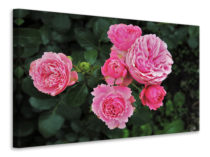 canvas-print-the-wild-roses-in-pink