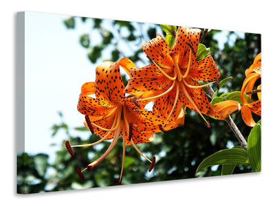 wild tiger lilies images Canvas print The wild tiger lilies