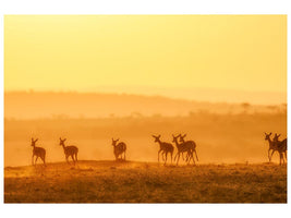 canvas-print-towards-sunset-x