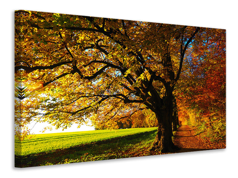 canvas-print-trees-in-the-autumn