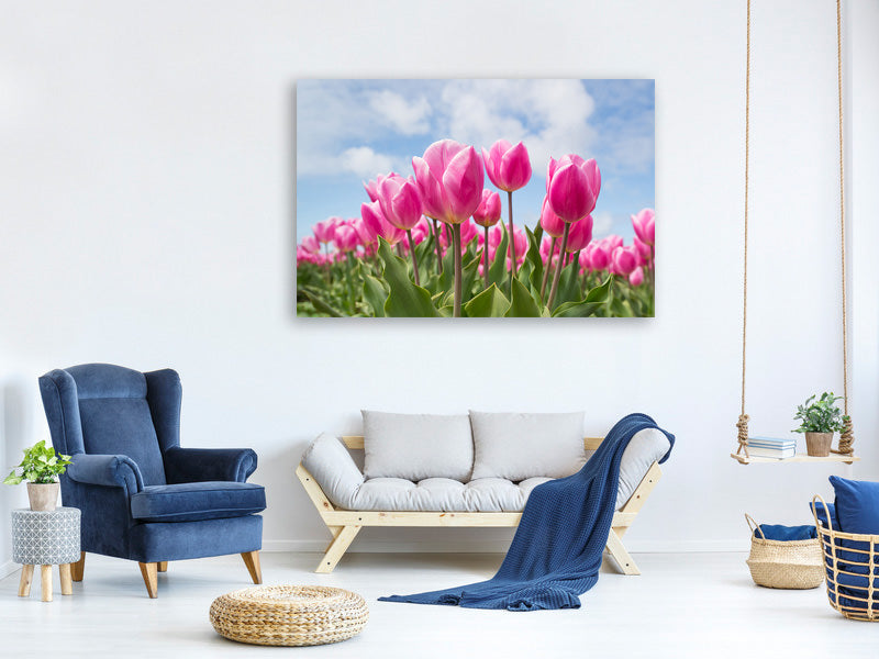 canvas-print-tulip-field-in-pink