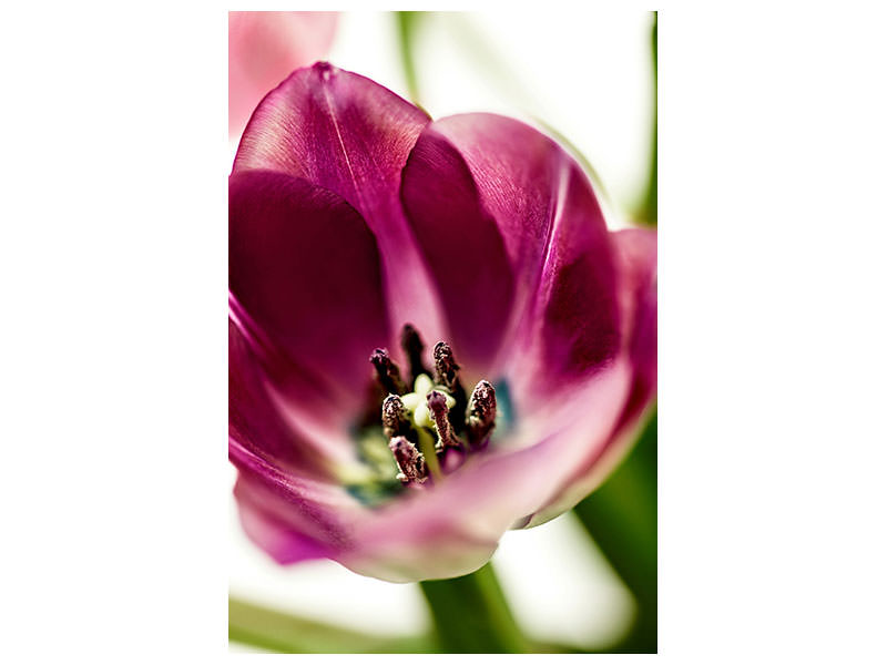 canvas-print-tulip-i