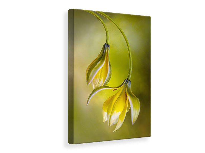 canvas-print-tulipa