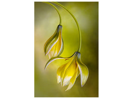 canvas-print-tulipa