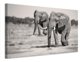 canvas-print-twin-elephants-x