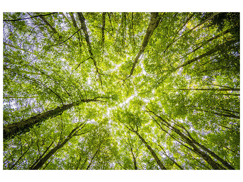 canvas-print-under-the-treetops