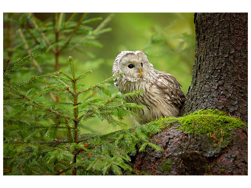 canvas-print-ural-owl-x