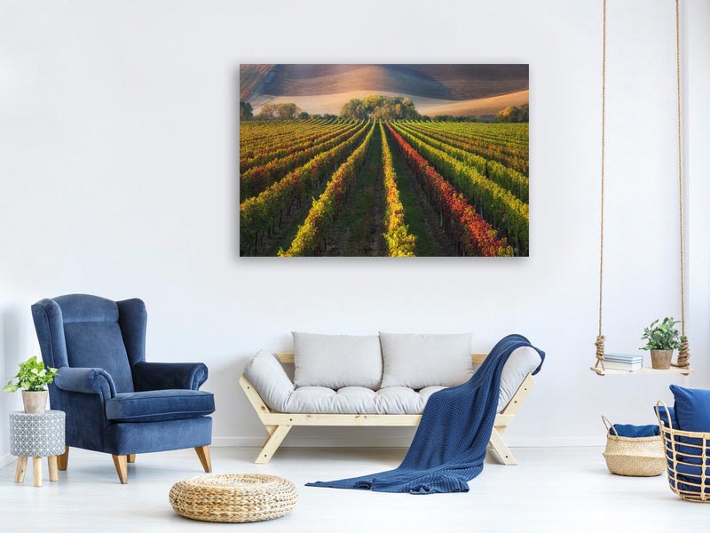 canvas-print-vineyard-in-autumn-x