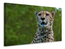 canvas-print-watchful-cheetah