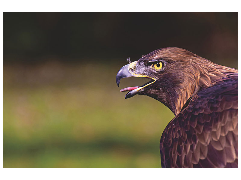 canvas-print-watchful-eagle