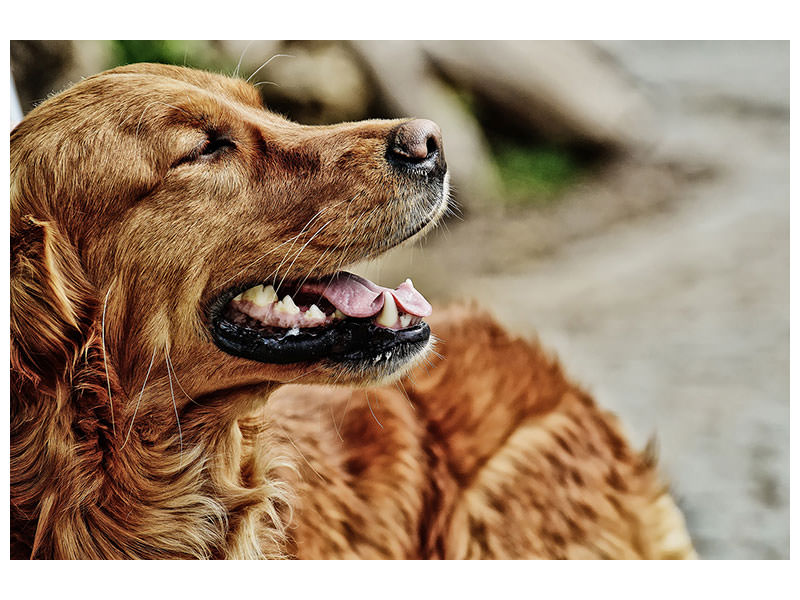 canvas-print-watchful-irish-setter