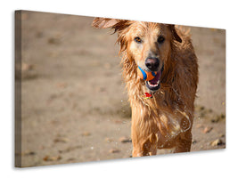 canvas-print-wet-dog