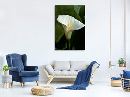 canvas-print-white-calla-with-morning-dew