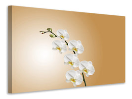 canvas-print-white-orchids-xl