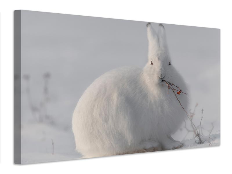 canvas-print-wild-arctic-hare-x