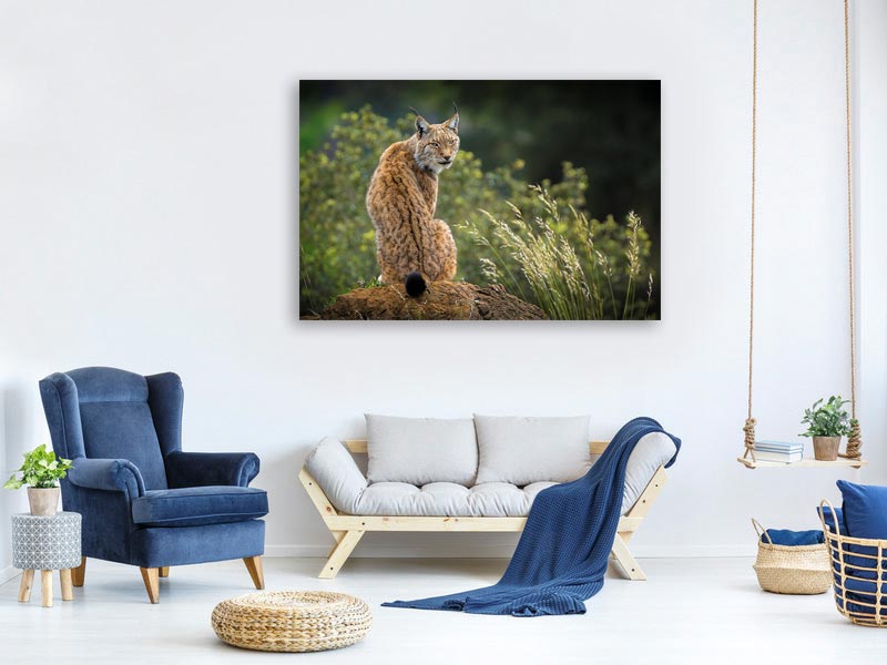 canvas-print-wild-look-x