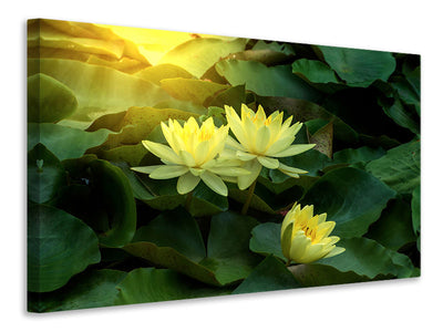 canvas-print-wild-lotus