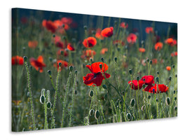 canvas-print-wild-poppy