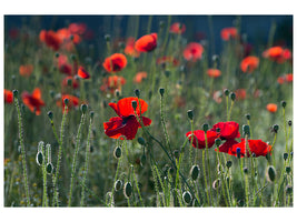 canvas-print-wild-poppy