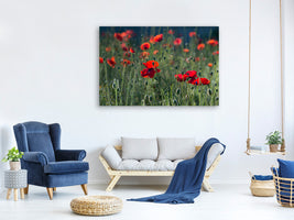 canvas-print-wild-poppy