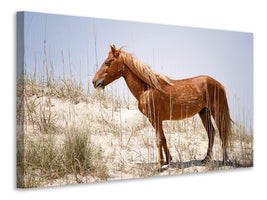 canvas-print-wild-spanish-mustang