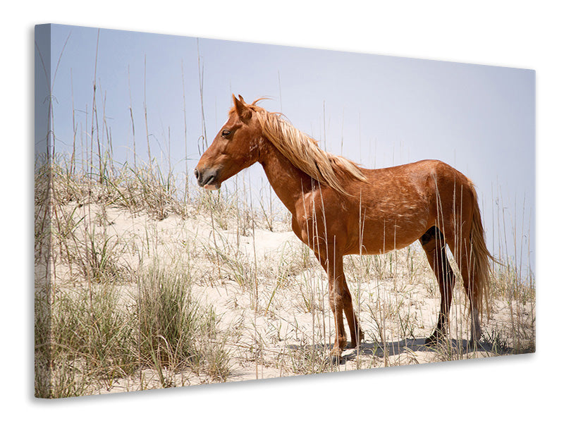 canvas-print-wild-spanish-mustang