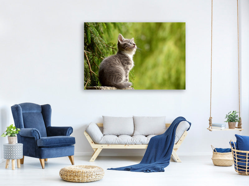 canvas-print-wildcat