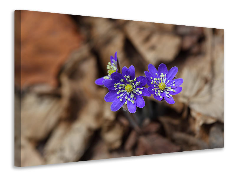 canvas-print-wildflowers