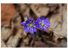 canvas-print-wildflowers