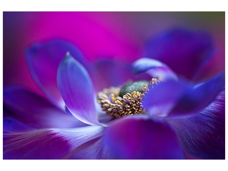 canvas-print-windflower-x