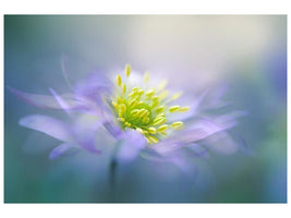 canvas-print-windflower-xyq