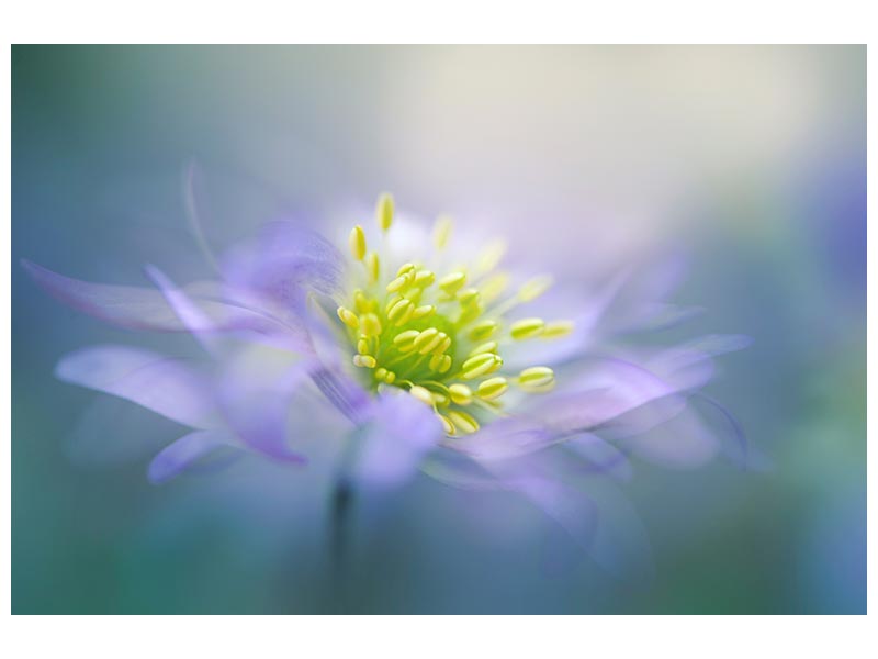 canvas-print-windflower-xyq