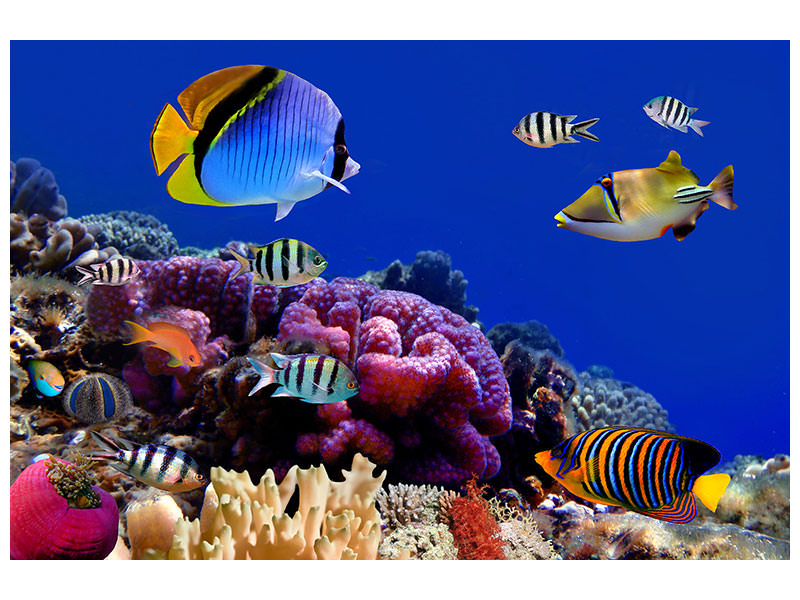 canvas-print-world-of-fish