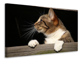 canvas-print-xl-cat