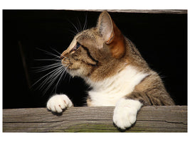 canvas-print-xl-cat