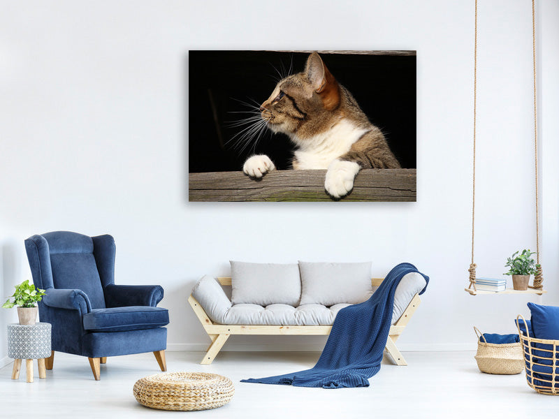 canvas-print-xl-cat