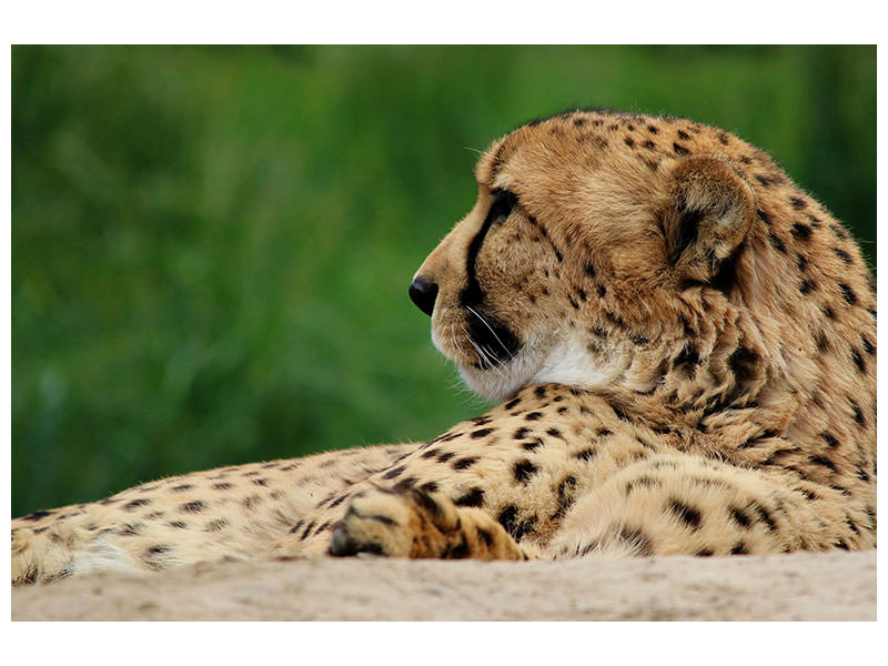 canvas-print-xl-cheetah