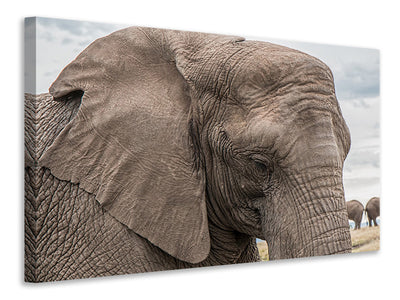 canvas-print-xl-elephant