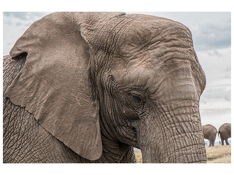 canvas-print-xl-elephant