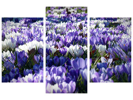 modern-3-piece-canvas-print-a-field-full-of-crocuses